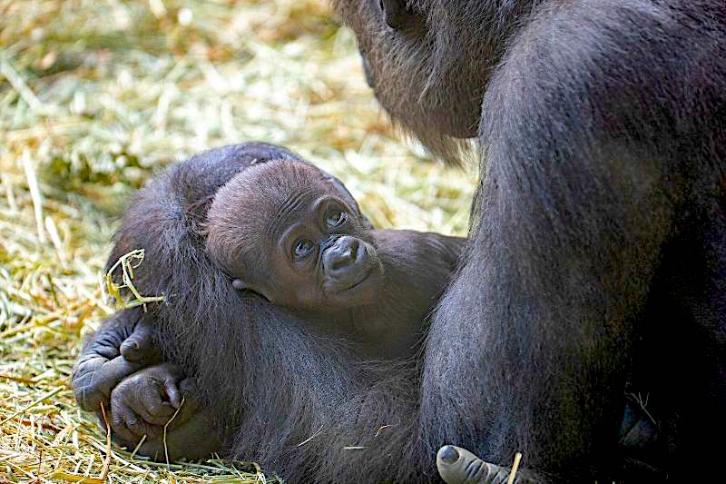 Baby gorilla Zuna is a hit with zoogoers Westside Seattle